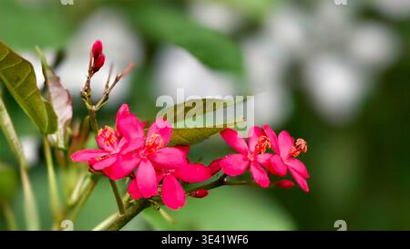 Nahaufnahme leuchtender rosafarbener Blüten mit gelben Staubblättern auf grünem Stiel, verschwommener natürlicher Hintergrund. Stockfoto