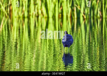 Common Gallinule im Wetlands Park spiegelt sich im Wasser mit üppigen grünen Reeds Stockfoto