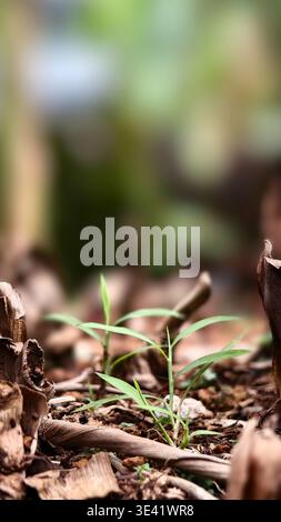 Nahaufnahme einer jungen grünen Pflanze, die zwischen getrockneten Blättern und Zweigen aus dem Boden sprießt und Widerstandskraft und neues Leben symbolisiert. Stockfoto