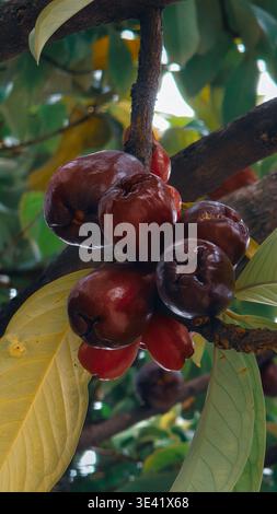 Eine Gruppe reifer Rosenäpfel, die an einem Baumzweig hängen, mit glänzenden roten Früchten und grünen Blättern. Stockfoto