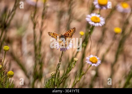 Der Orchideenschalter thront zart auf Gänseblümchen. Der Hintergrund mit weichem Fokus hebt leuchtende Blütenblätter hervor. Die ruhige Schönheit der Natur im goldenen Licht. Ideal für Stockfoto