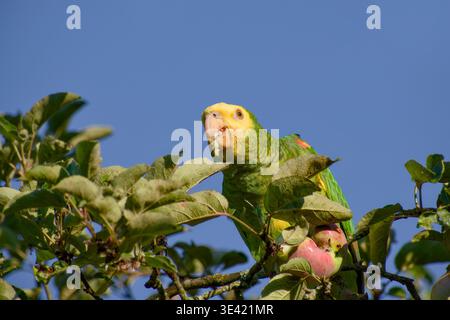 Gelbköpfiger amazonas, der in einem Obstbaum thronte und einen Apfel aß, mit sichtbarem Apfelbrei im Schnabel, umgeben von grünen Blättern im hellen Sonnenlicht Agave Stockfoto