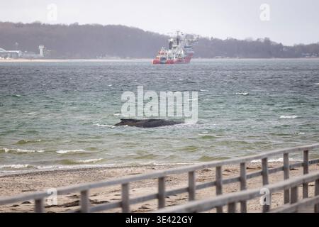 Buckelwal strandet vor Niendorfer Hafeneinfahrt Timmendorfer Strand, 25.03.26 Timmendorfer Strand Schleswig-Holstein Deutschland *** Buckelwal vor Niendorfer Hafeneinfahrt Timmendorfer Strand , 25 03 26 Timmendorfer Strand Schleswig-Holstein Deutschland Copyright: xAgentur54GradÂx/xFelixxKoenigx Stockfoto