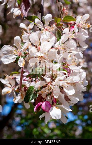 Vertikale Aufnahme weißer Sargent-Krabbenblüten mit einer einzelnen rosa Knospe, mit leuchtend grünen Blättern und einem klaren blauen Himmel in Waukesha, Wisconsin. Stockfoto
