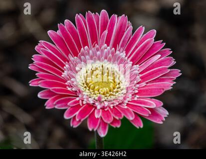 Rosa Gelb und weiße Gerbera Gänseblümchen Stockfoto