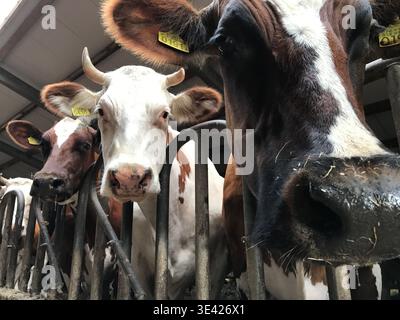 Milchkühe mit Hörnern und nummerierten Ohrmarken blicken direkt in die Kamera durch eine Fütterungsbarriere aus Metall in einer modernen Rinderscheune. Stockfoto