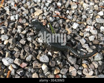 Nahaufnahme eines alpinen Salamanders auf einer kleinen Steinoberfläche in der Alpenregion Tirol. Die kleine Amphibie wird im Detail erfasst. Stockfoto
