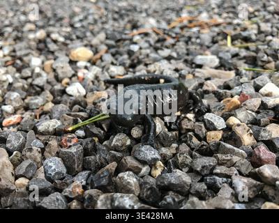 Nahaufnahme eines alpinen Salamanders auf einer kleinen Steinoberfläche in der Alpenregion Tirol. Die kleine Amphibie wird im Detail erfasst. Stockfoto