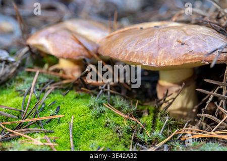 Ein schöner Speisepilz im Gras Stockfoto