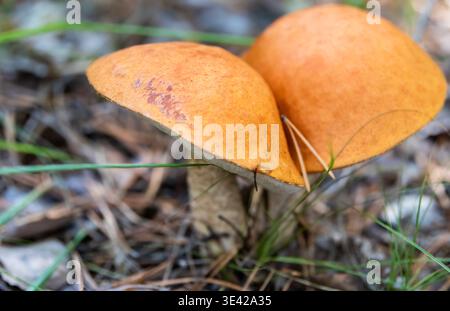 Ein schöner Speisepilz im Gras Stockfoto
