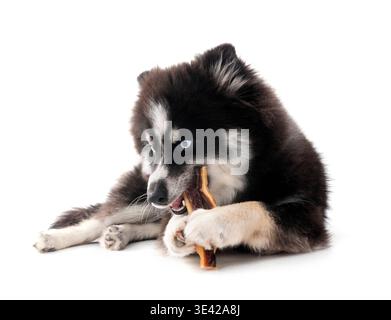 Bild eines Pomhimmels vor weißem Hintergrund Stockfoto