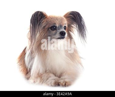 Papillon Hund vor weißem Hintergrund Stockfoto