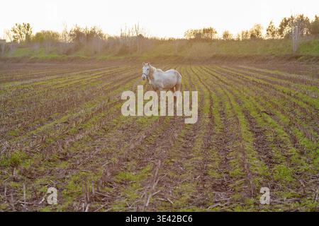 Ein weißes Pferd steht auf einem ausgeernteten Feld mit Reihen grüner Triebe und blickt auf die Kamera vor einem hellen Sonnenuntergangshimmel mit Bäumen und einem Auto in der Bucht Stockfoto