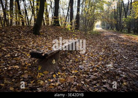 Holzbank mit Blättern bedeckt, Herbst im Park. Stockfoto