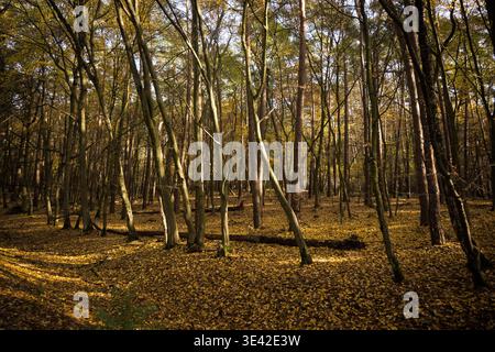 Blätter fallen von den Bäumen im Wald, das Ende der Vegetation, der Jahreszeitwechsel kommt. Stockfoto