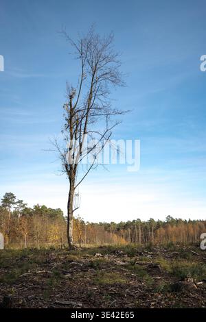 Ein einsamer Baum auf einer Waldlichtung. Stockfoto