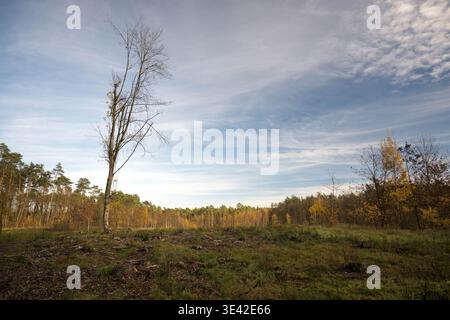 Ein einsamer Baum auf einer Waldlichtung. Stockfoto