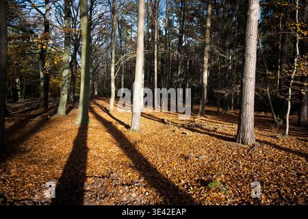 Blätter fallen von den Bäumen im Wald, das Ende der Vegetation, der Jahreszeitwechsel kommt. Stockfoto