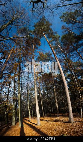Blätter fallen von den Bäumen im Wald, das Ende der Vegetation, der Jahreszeitwechsel kommt. Stockfoto