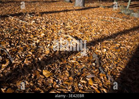 Blätter fallen von den Bäumen im Wald, das Ende der Vegetation, der Jahreszeitwechsel kommt. Stockfoto