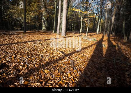 Blätter fallen von den Bäumen im Wald, das Ende der Vegetation, der Jahreszeitwechsel kommt. Stockfoto