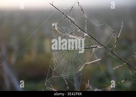 Spinnennetz im nebeligen Morgenlicht Stockfoto