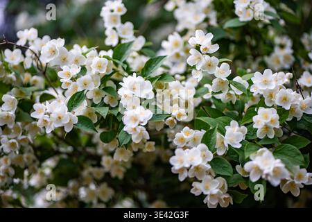 Jasminblüten im Frühlingsgarten, duftende weiße Blüten und grüne Blätter Stockfoto