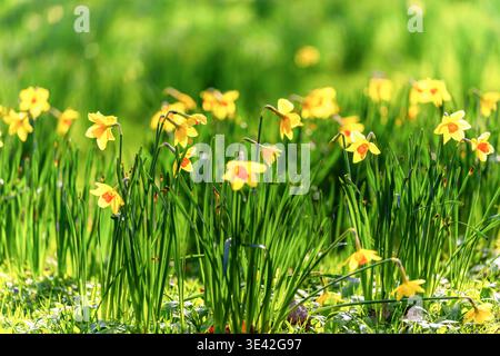 Gelbe Narzissen tanzen bei hellem Sonnenschein am sonnigen Frühlingstag im Park. Dublin, Irland Stockfoto