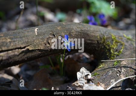 Nahaufnahme einer einzelnen violetten Süssvioletten Blume (Viola odorata), die von einem umgefallenen Baumzweig auf einem sonnendurchfluteten Waldboden in der Nähe von Bajot, Ungarn, blüht Stockfoto
