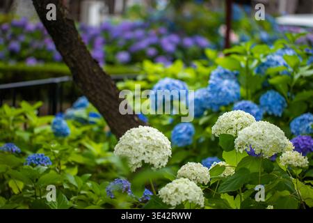 Hortensie am Hakusan-Schrein in Tokio Stockfoto
