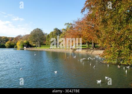 Beveridge Park Bootsteich an einem sonnigen Oktobertag, Kirkcaldy, Fife, Schottland Stockfoto