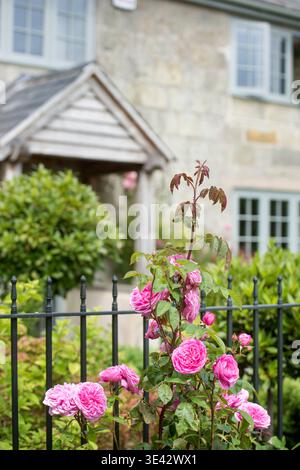 Rose „Gertrude Jekyll“ wächst in einem Hüttengarten. Stockfoto