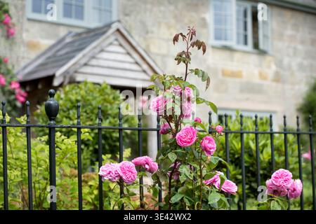 Rose „Gertrude Jekyll“ wächst in einem Hüttengarten. Stockfoto
