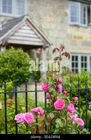 Rose „Gertrude Jekyll“ wächst in einem Hüttengarten. Stockfoto