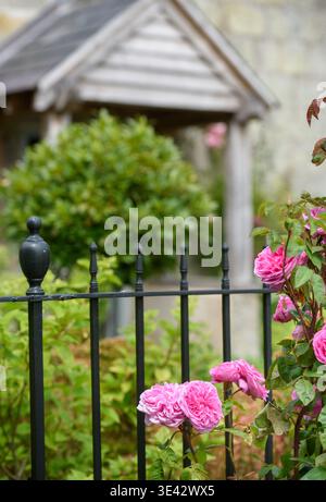 Rose „Gertrude Jekyll“ wächst in einem Hüttengarten. Stockfoto