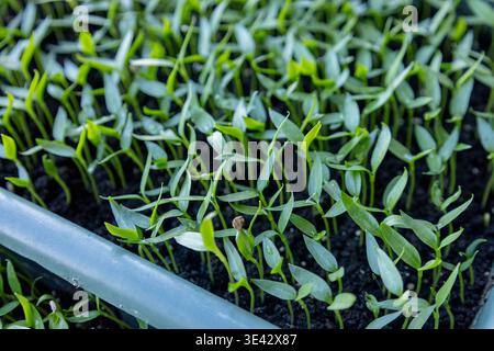 Junge Pfeffer- oder Tomatensämlinge in Tabletts auf einer Fensterbank, Hausgarten-Konzept. Stockfoto