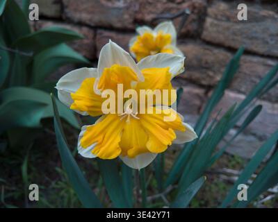 Makroaufnahme einer wunderschönen weiß-gelb-orange Doppel-Narzisse Blume, die in einem Frühlingsgarten blüht. Stockfoto