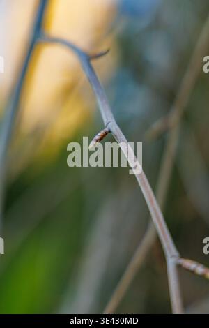 Ruhender weinender lila Buche Fagus Sylvatica purpurea pendula Baum im hellen Wintersonnenlicht auf einem sonnigen Januarmorgen Garten Stockfoto