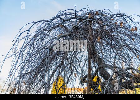 Ruhender weinender lila Buche Fagus Sylvatica purpurea pendula Baum im hellen Wintersonnenlicht auf einem sonnigen Januarmorgen Garten Stockfoto