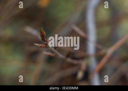 Ruhender weinender lila Buche Fagus Sylvatica purpurea pendula Baum im hellen Wintersonnenlicht auf einem sonnigen Januarmorgen Garten Stockfoto