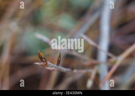 Ruhender weinender lila Buche Fagus Sylvatica purpurea pendula Baum im hellen Wintersonnenlicht auf einem sonnigen Januarmorgen Garten Stockfoto