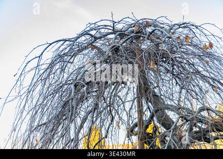Ruhender weinender lila Buche Fagus Sylvatica purpurea pendula Baum im hellen Wintersonnenlicht auf einem sonnigen Januarmorgen Garten Stockfoto