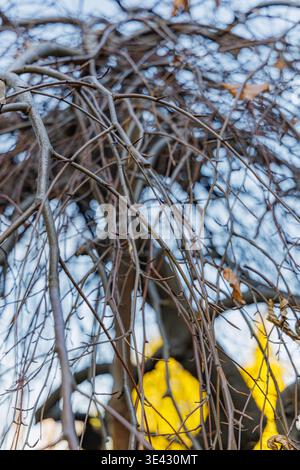 Ruhender weinender lila Buche Fagus Sylvatica purpurea pendula Baum im hellen Wintersonnenlicht auf einem sonnigen Januarmorgen Garten Stockfoto