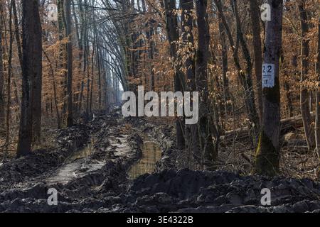 Schlammiger Waldweg, der von schweren Reifenspuren und wassergefüllten Pfützen geschnitzt wurde, schlängelt sich im Spätherbst durch einen mit Blättern übersäten Wald und vermittelt Robustheit, iso Stockfoto