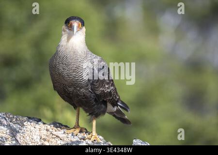 Cammcaracara (Caracara plancus), gesehen im Nahuel Huapi Nationalpark, Bariloche, Patagonien, Argentinien Stockfoto