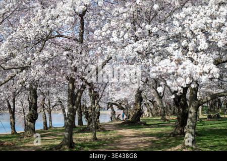 Yoshino-Sakura am Tidal Basin Washington DC Vereinigte Staaten | WASHINGTON D.C., Vereinigte Staaten — Ein Baldachin aus Yoshino-Sakura im Höhepunkt der Blüte beschattet einen Erdweg entlang des Tidal Basin, wo Besucher unter jahrhundertealten Bäumen spazieren. Die knorrigen Stämme entlang des Weges stammen von einem Geschenk von 3.020 Kirschbäumen aus der Stadt Tokio aus dem Jahr 1912, einem der größten diplomatischen Geschenke von Bäumen, die jemals zwischen Nationen ausgetauscht wurden. Stockfoto