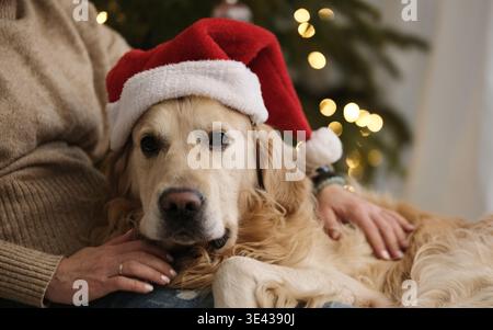 Mädchen umarmt Hund in Einem Weihnachtsmann-Hut mit Einem Golden Retriever, der traurig aussieht Stockfoto