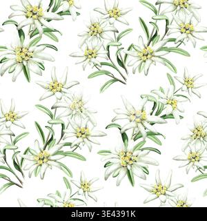 Edelweiss Blumen nahtloses Muster. Handgezeichnete Aquarellillustration, isoliert auf weißem Hintergrund Stockfoto
