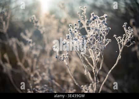 Pflanzen Bedeckt Mit Eis Bei Sonnenaufgang Und Im Winter Bei Sonnenaufgang Stockfoto