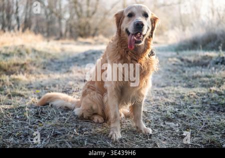 Golden Retriever Dog sitzt während Eines Spaziergangs auf frostigem Gras im Freien Stockfoto